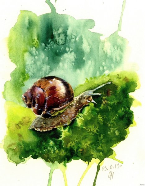 Улитка акварелью
