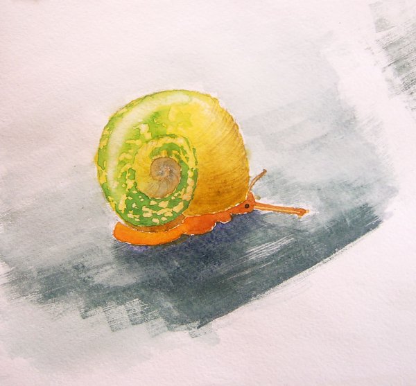 Улитка акварелью
