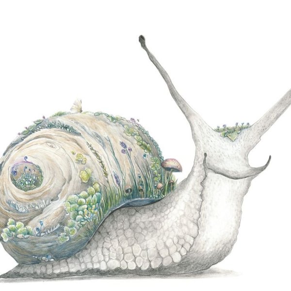 Ботаническая иллюстрация улитка