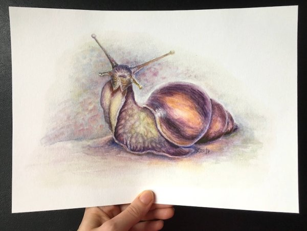 Улитка красками для детей