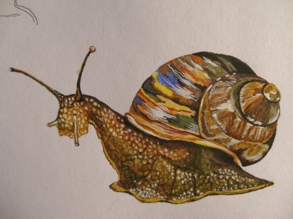 Улитка акварелью