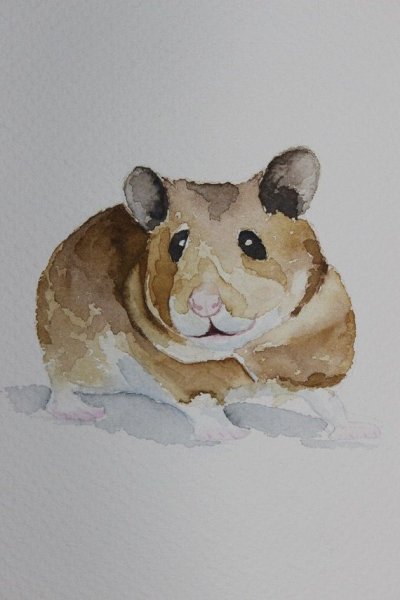 Хомяк рисунок акварелью