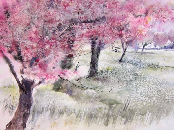 Сакура акварелью