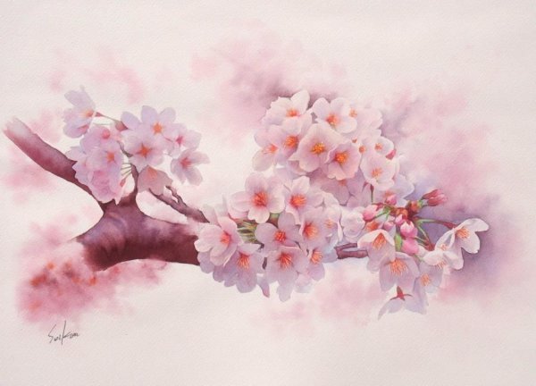 Правополушарное рисование Сакура