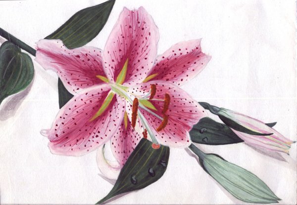 Лилейник оранжевый акварель