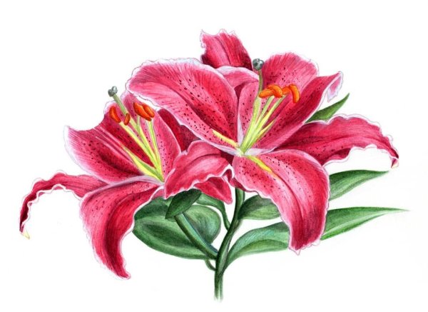 Лилии акварелью для начинающих