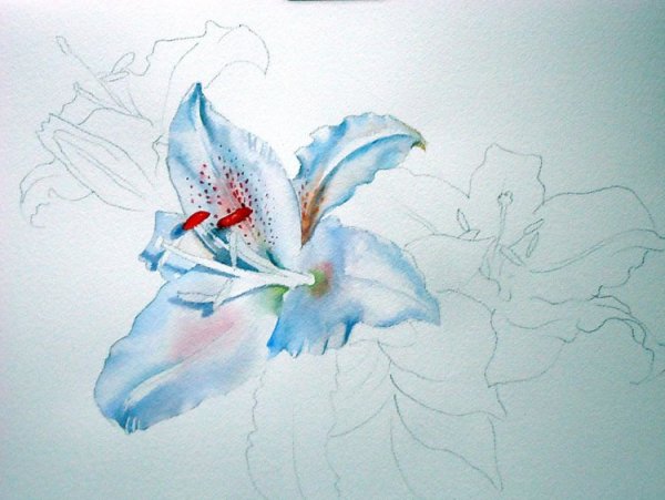 Лилии акварелью