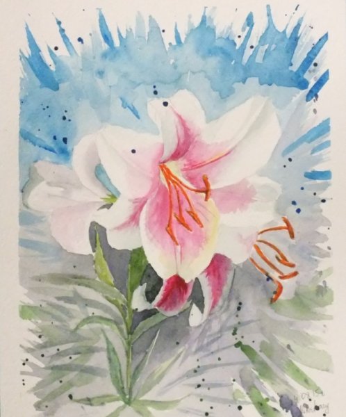 Лилейник рыжий Ботаническая иллюстрация