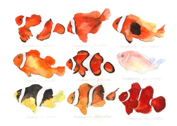 Рыба клоун оцеллярис рисунок