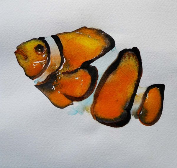 Рыбка клоун акварелью