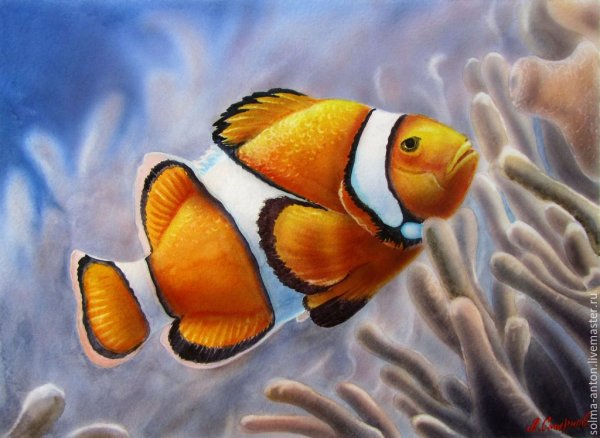 Рыба клоун акварелью