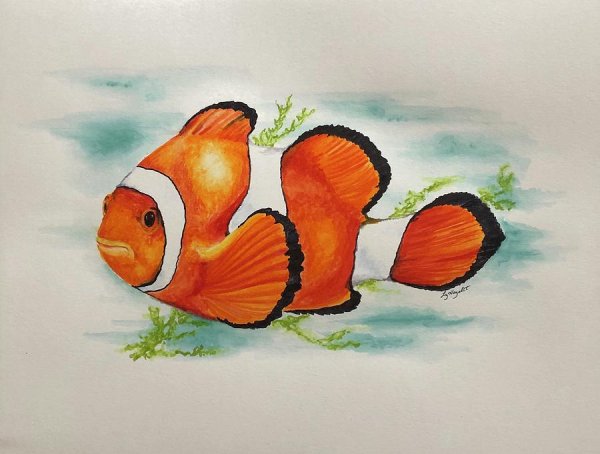 Рисование рыбки клоуны