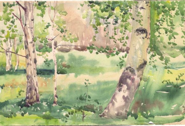 Береза Этюд акварелью