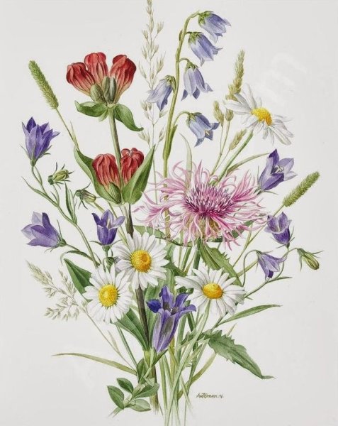 Акварель ботаника Прованс