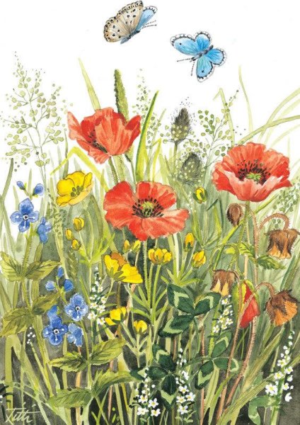 Иллюстрации луговых цветов