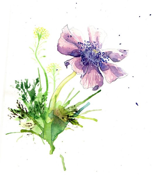 Полевые цветы акварель скетч