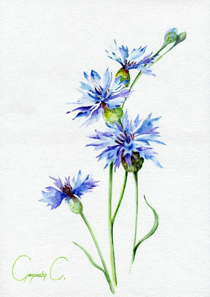 Васильки акварелью