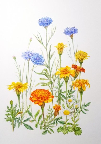 Бархатцы васильки календула букет
