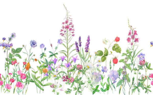 Полевые цветы акварелью на белом фоне