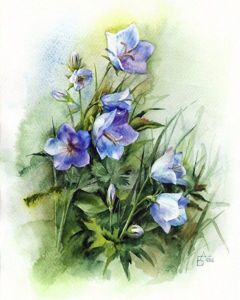 Цветы акварель Анастасии Бесединой