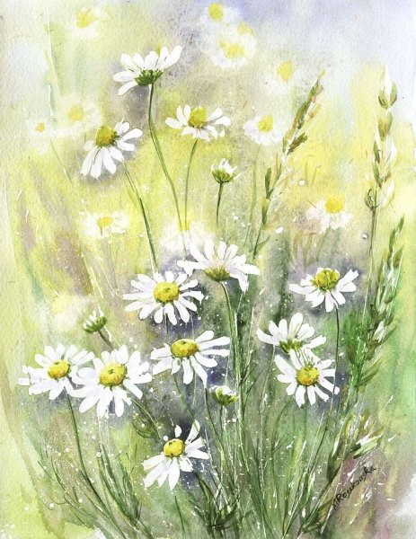 Полевые цветы цветными карандашами