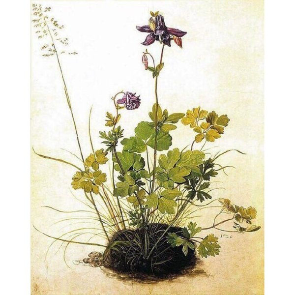 Альбрехт Дюрер водосбор