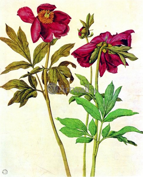 Альбрехт Дюрер Ботанические цветы