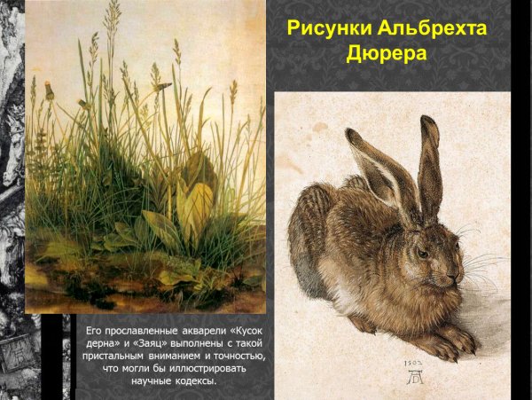 Альбрехта Дюрера и его заяц