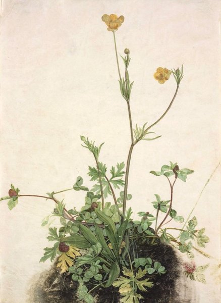 Альбрехт Дюрер Ботанические цветы