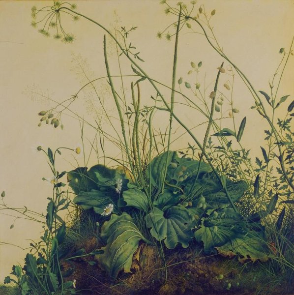 Альбрехт Дюрер ботаника