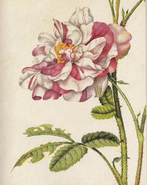 Альбрехт Дюрер первоцвет