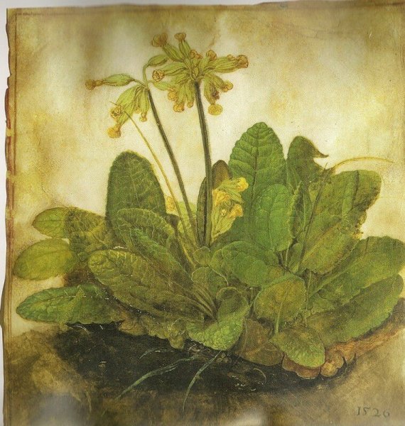 Альбрехт Дюрер пейзажи