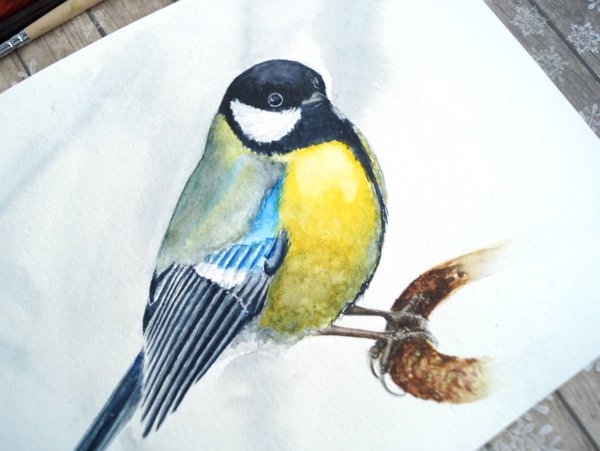 Синица рисунок