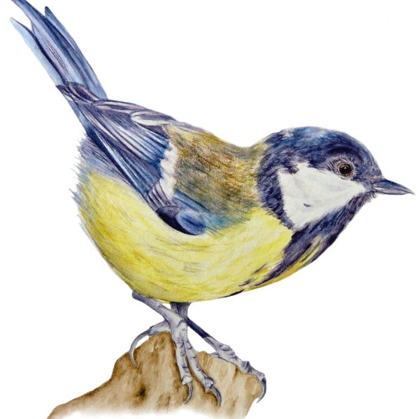 Этюды птиц акварелью синица