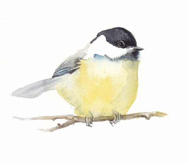 Синица акварелью