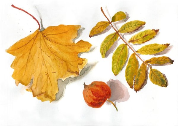 Листья деревьев акварелью