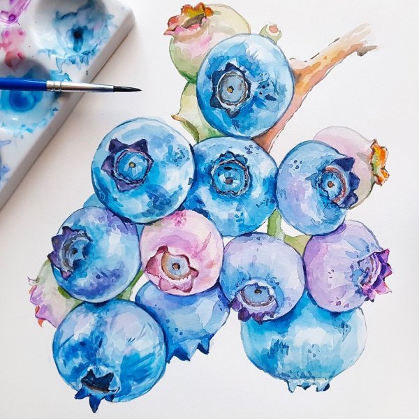 Голубика акварелью