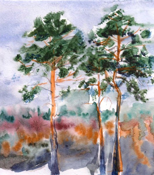 Сосна акварелью