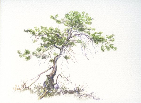Сосна акварелью