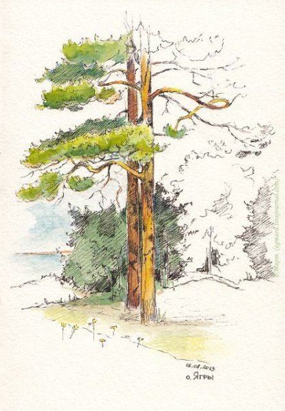 Сосна набросок
