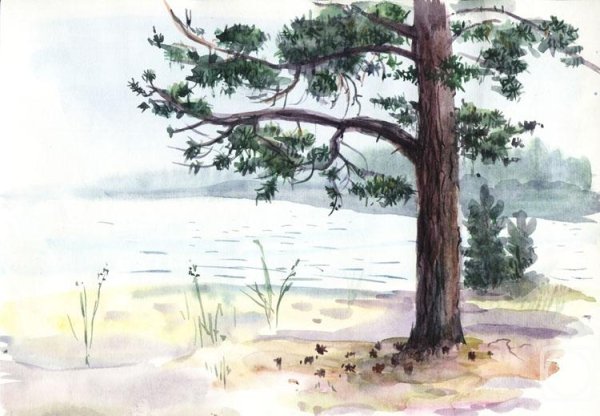 Акварель сосны пейзаж