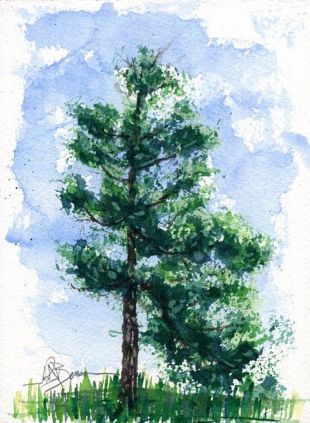 Сосна акварелью
