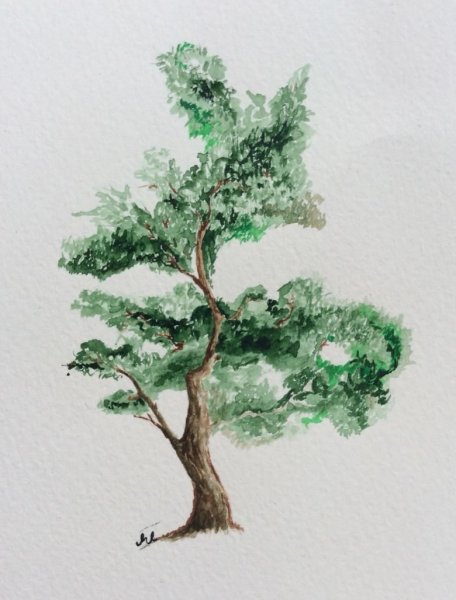 Деревья акварелью