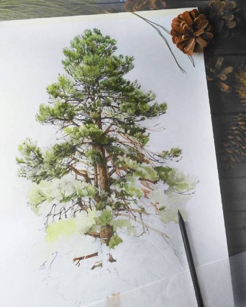 Кроны деревьев акварель