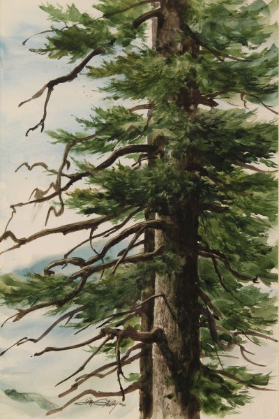 Хвойные деревья акварелью