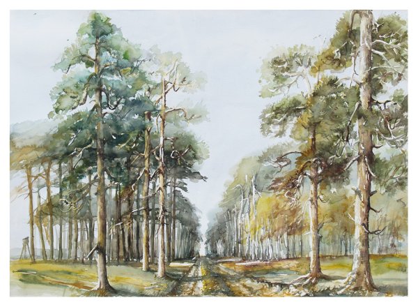 Акварельный Этюд Сосновый Бор