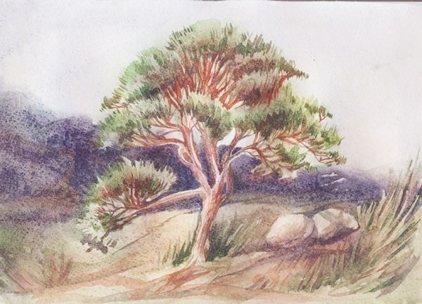Акварельные иллюстрации сосна
