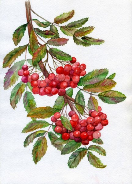 Веточка рябины
