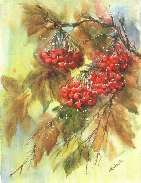 Рисунок калины