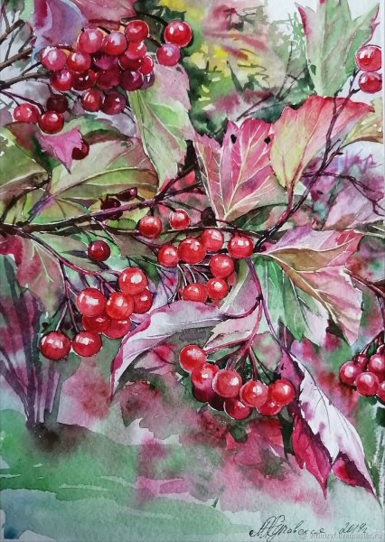 Ветка калины